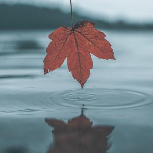 播放拔萝卜的动漫人物在线观看
